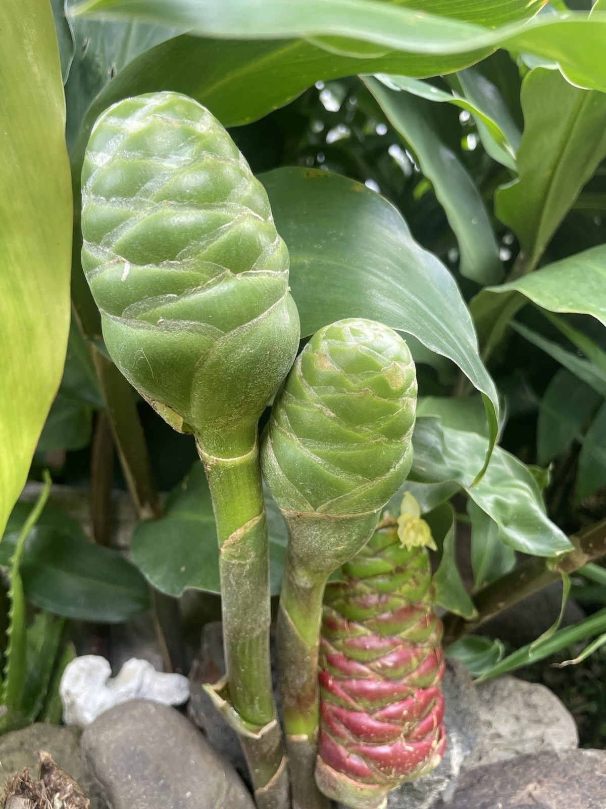 15 HAWAII GROWN Red Shampoo Ginger Rhizomes Zingiber Zerumbet Awapuhi Organic