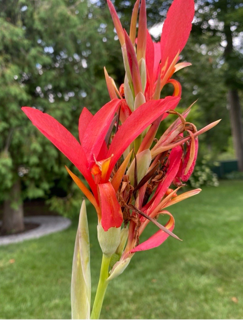 3 lb Canna Indica Lily Large Rhizomes Great Deal!