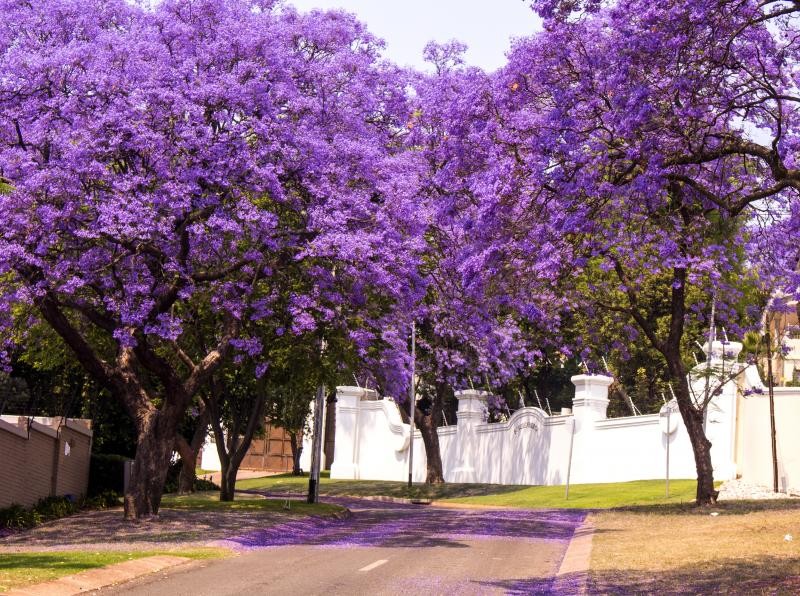 Jacaranda Purple Tree Seeds | Lavender Blue Flower Tropical Plant Tree Seed 2024