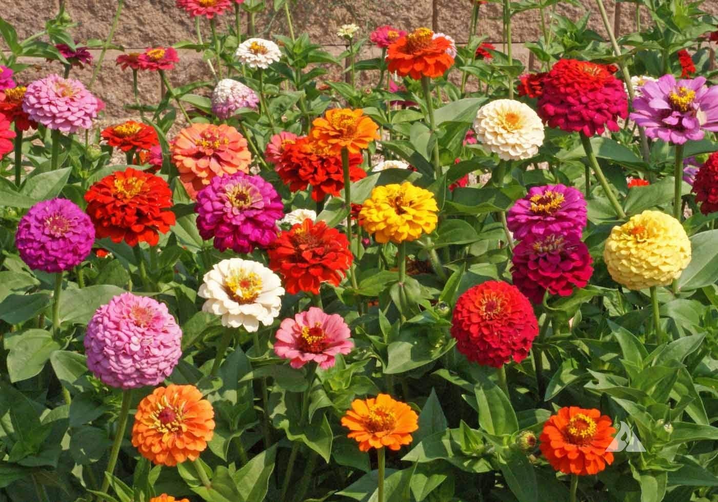 Pumila Zinnia Seeds – Bright Garden Flowers in Red, Pink, Yellow, Orange & White