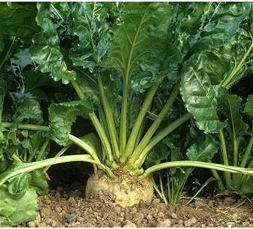 Pelleted Sugar Beet Seeds (25+ Seed age)