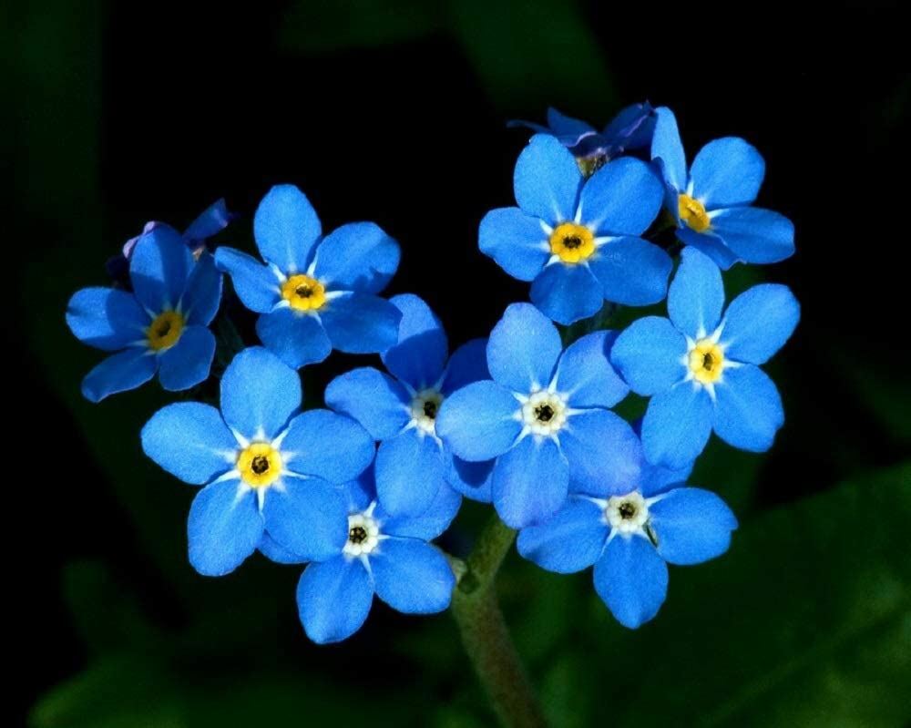 Forget-Me-Not Flower Seeds, “COOL BEANS N SPROUTS” Brand. Home Gardening.