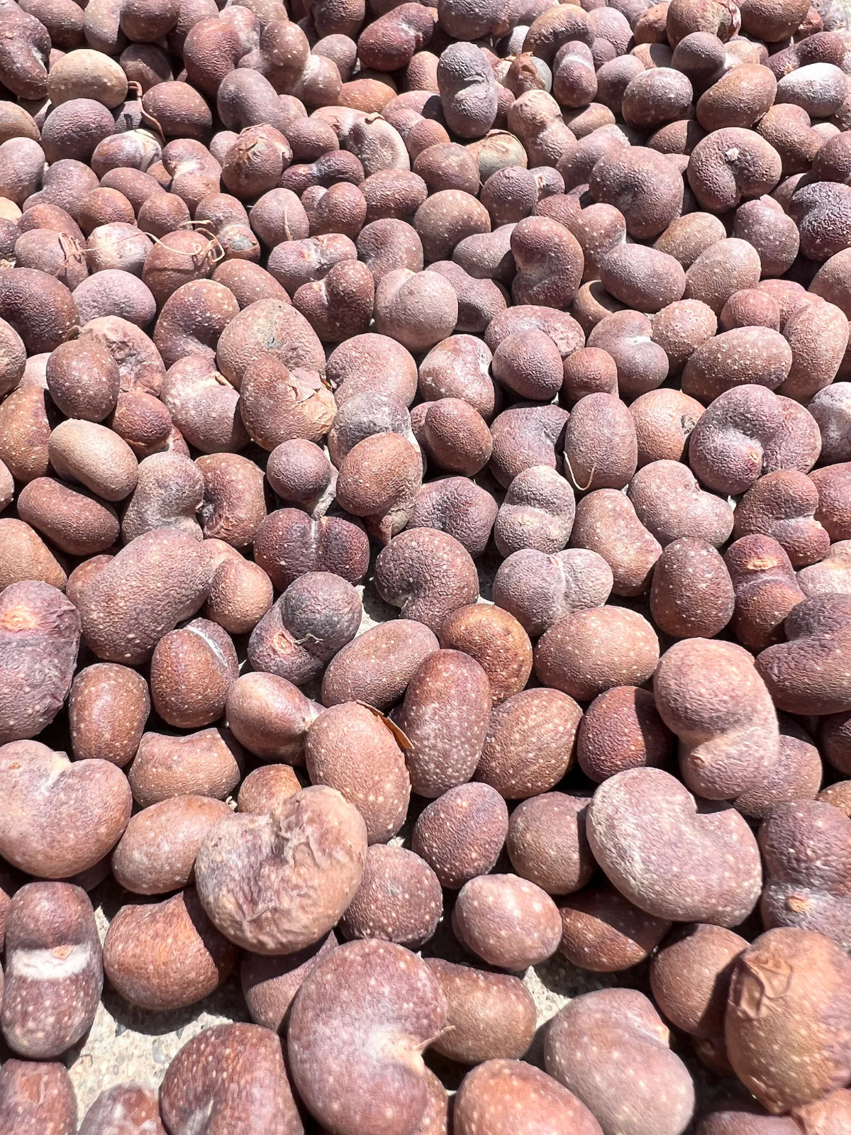 African Baobab Seeds (Adansonia Digitata)
