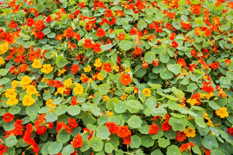 Climbing Nasturtium seeds