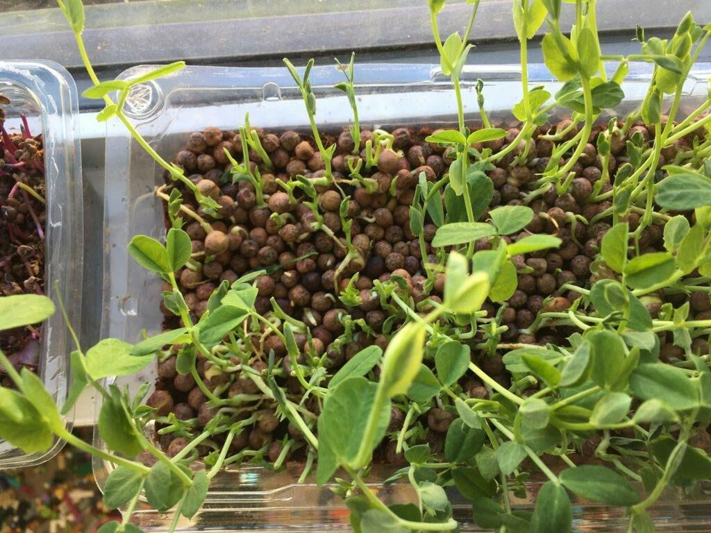 Brown Speckled Pea Seeds for Sprouting Microgreens, COOL BEANS N SPROUTS