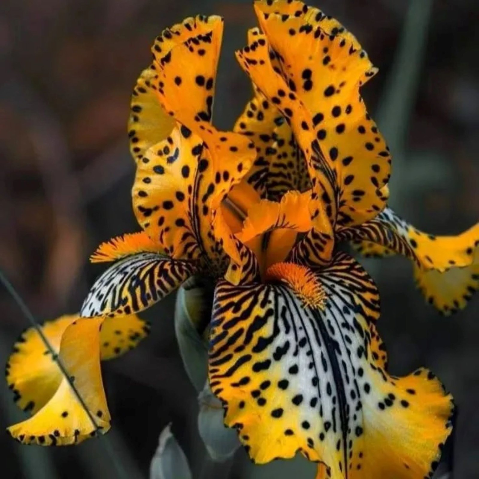 100 Iris Seeds Yellow Amber Flower Plant (much less money than bulbs)