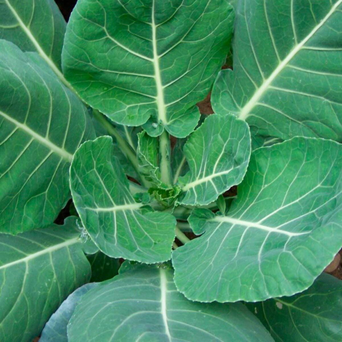 Collard Green Seeds , Champion Collard Green Seeds,”COOL BEANS N SPROUTS” Brand