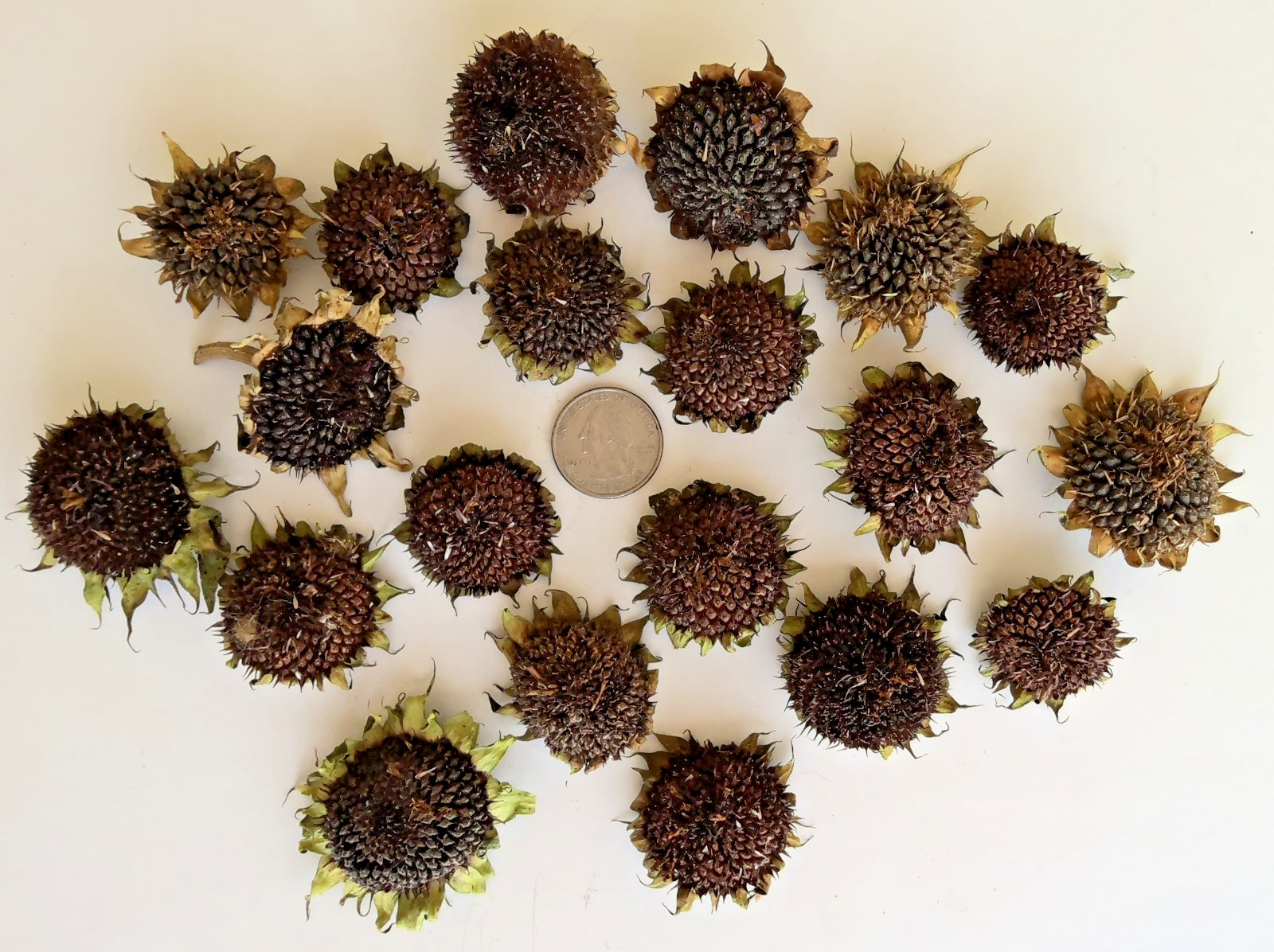 Lot of 20 Dried Sunflower Heads ~1″ Wide – Pets Birds Crafts Etc. Pesticide Free