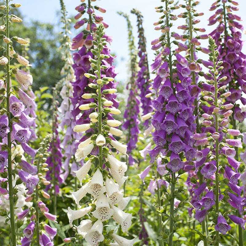 FOXGLOVE MIXED COLORS Sun/Shade HUMMINGBIRDS LOVE Biennial Non-GMO 500 Seeds!