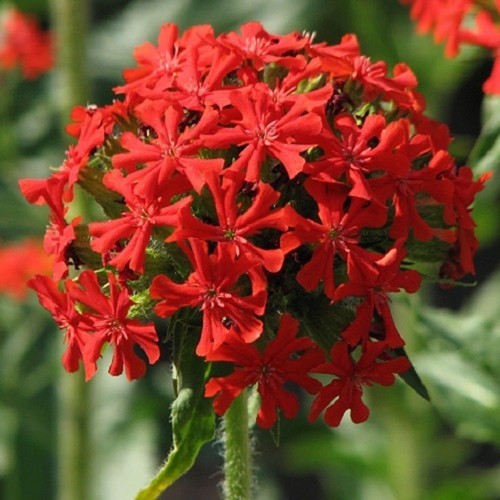 Maltese Cross Seeds Lychnis chalcedonica Free Shipping!