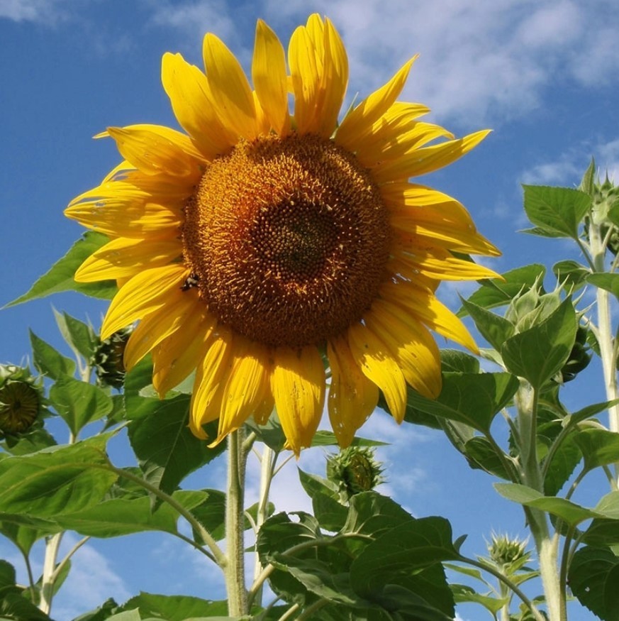 Mammoth Grey-Stripe Sunflower – Pack 25 Seeds – Annual Vibrant Blooms Flower