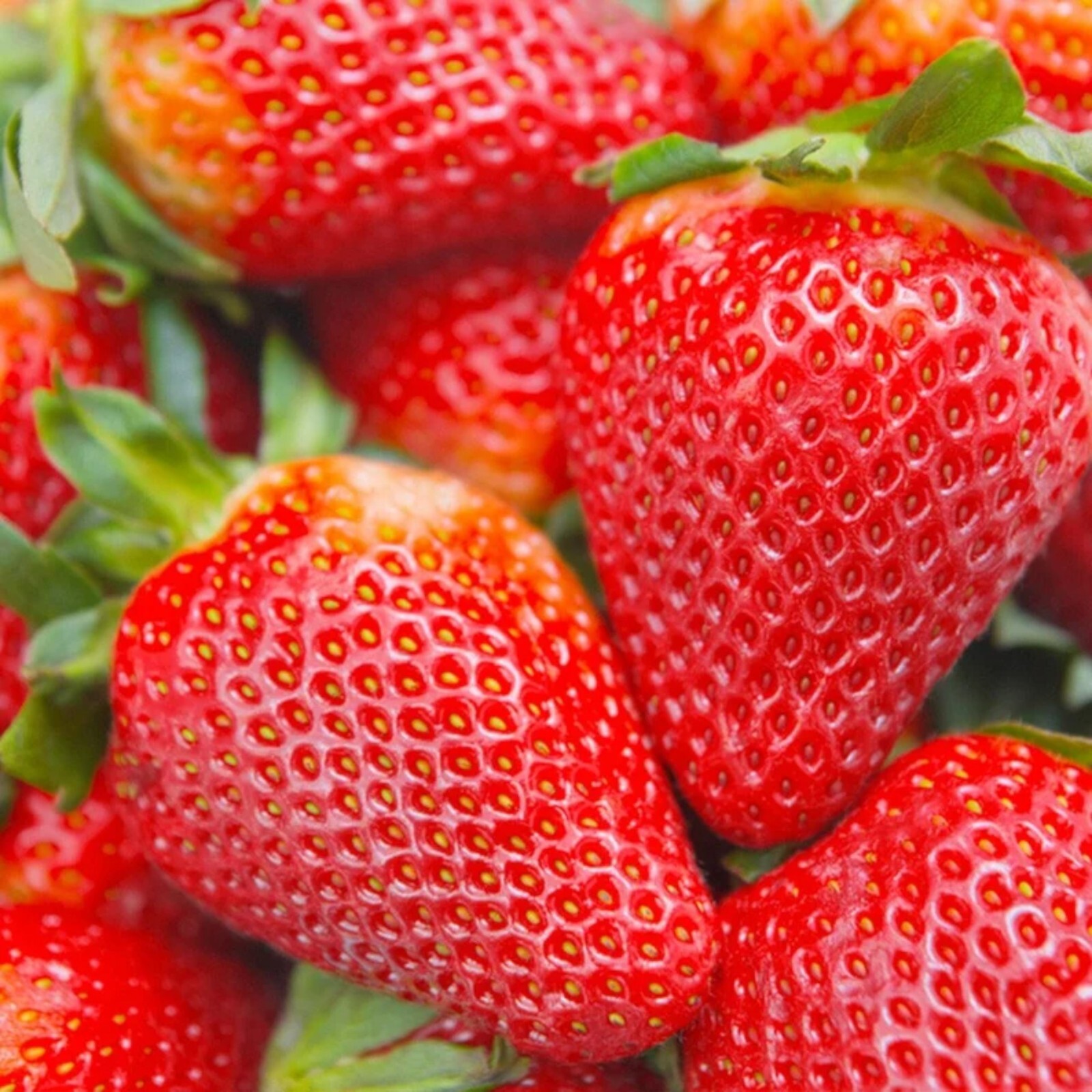 200 pcs Cream Strawberry Seeds – Hardy Perennial Herb, Fall & Spring Planting