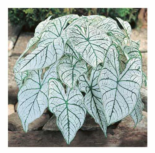 Candidum Jr. Caladium – White with Green Veins