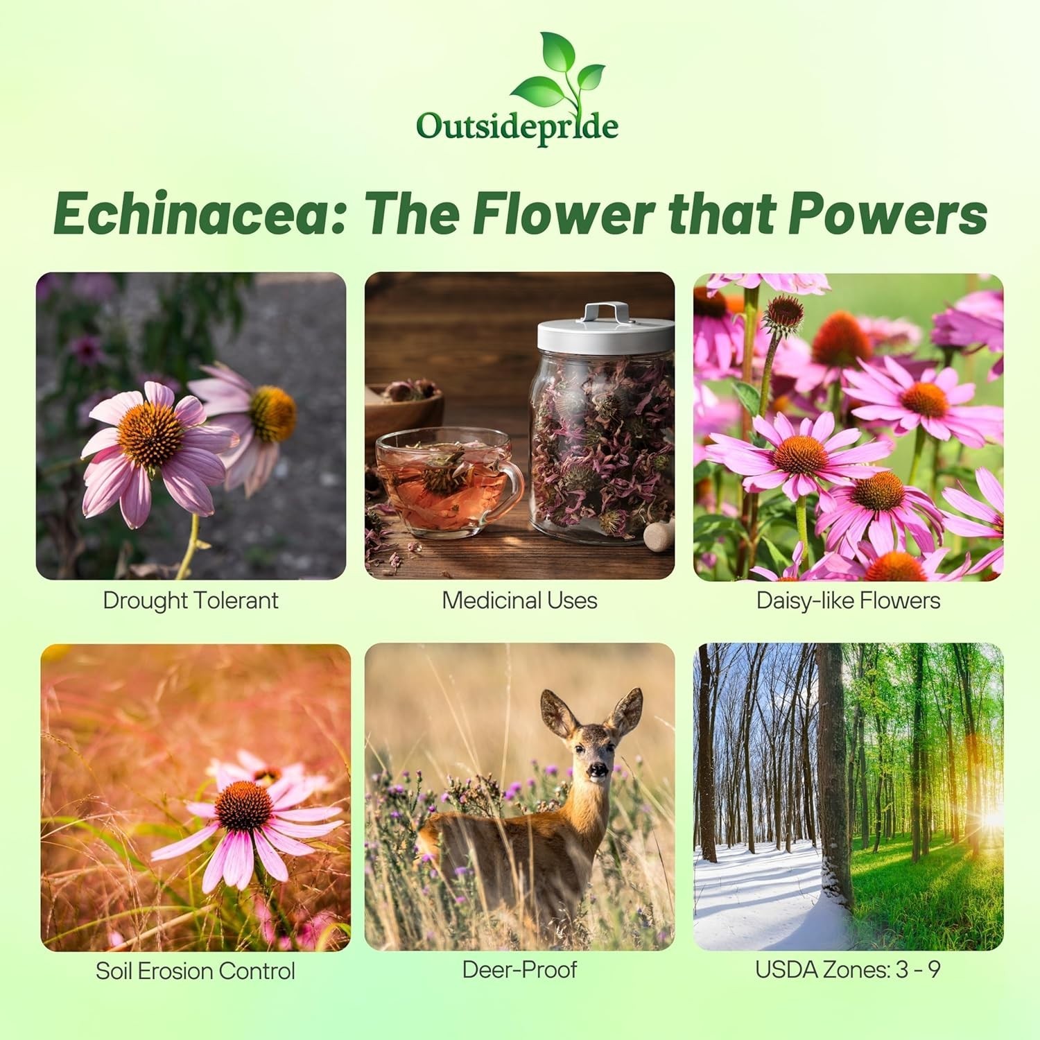 Heirloom Purple Echinacea Seeds – Pollinator-Friendly