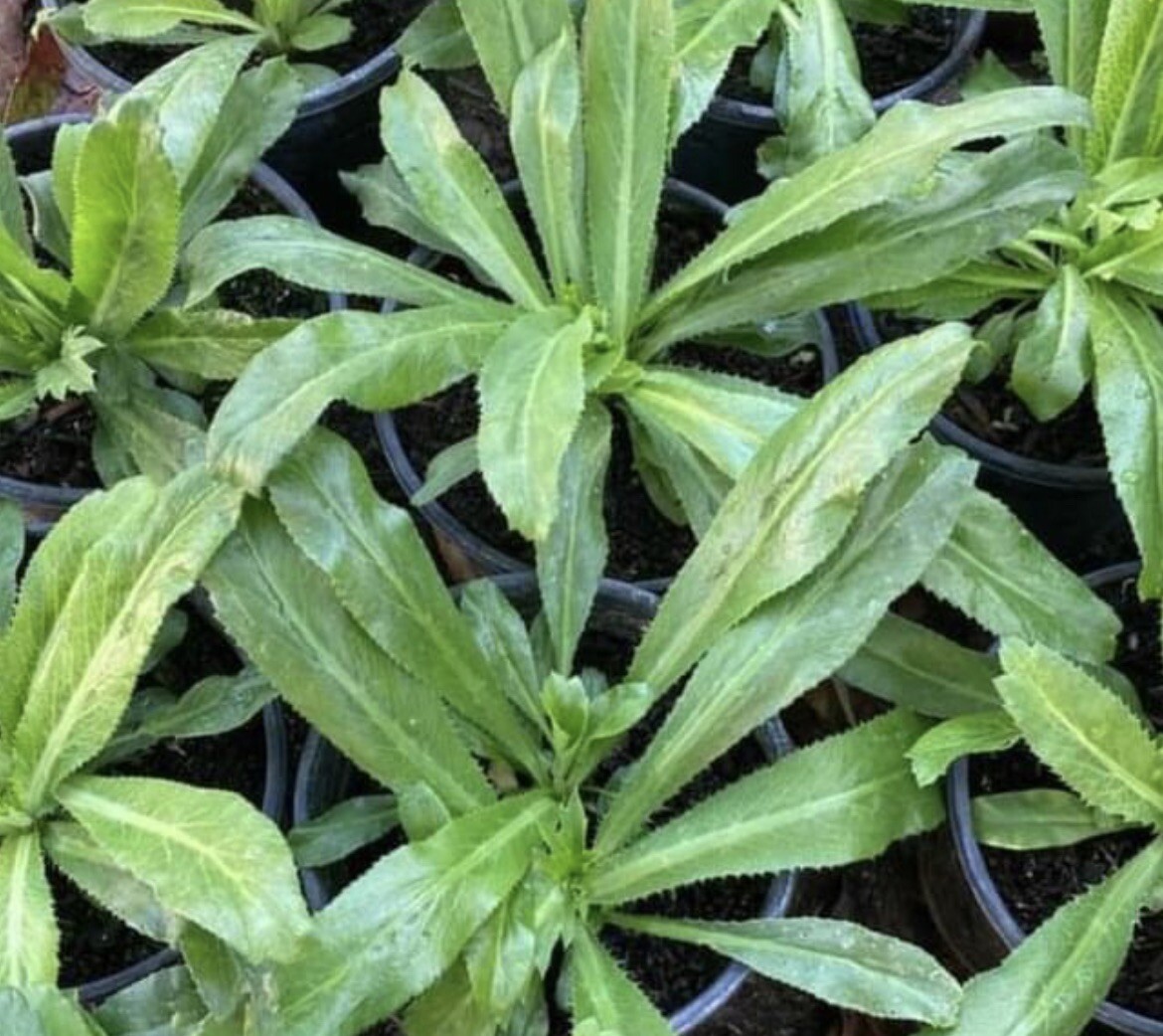 1000+ SEEDS-Culantro seeds, Recao, Long Coriander, Thai Parsley, Ngo gai