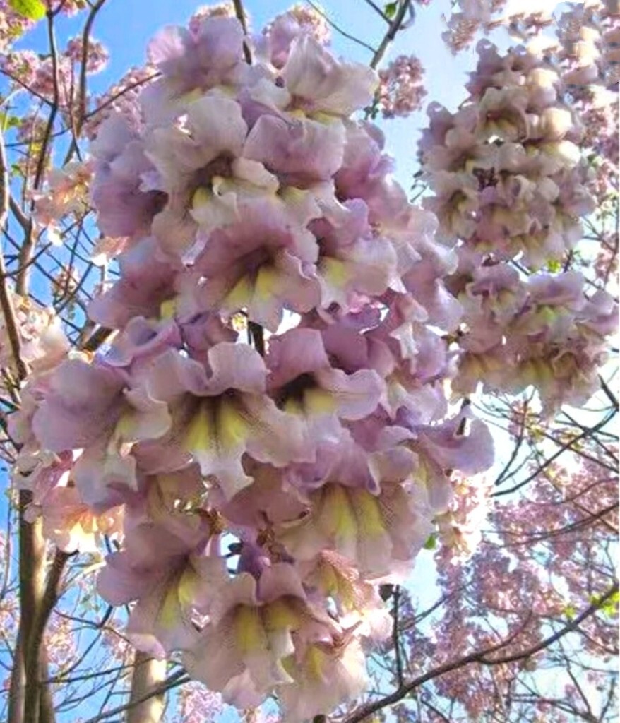 450 Royal Paulownia Empress Tree Seeds Paulownia Elongata Fastgrowing Forest Tre