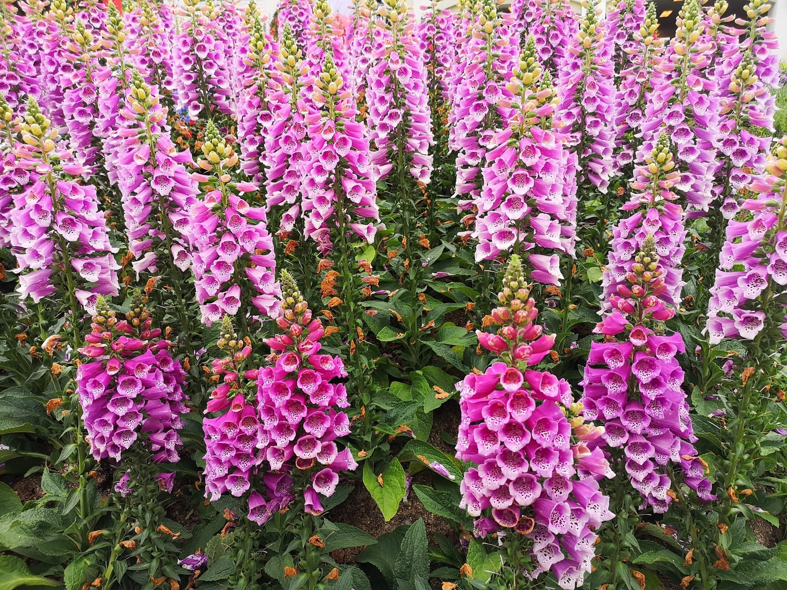 1000 PINK FOXGLOVE Digiitalis Purpurea Flower Seeds