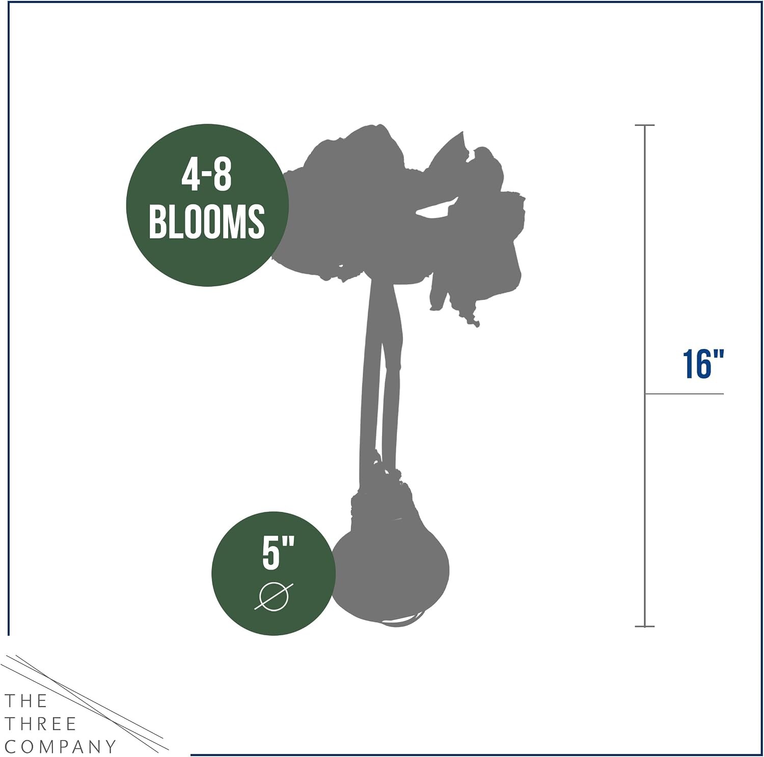 Waxed Amaryllis Bulb 2-Pack – Silver Wax with Red Blooms – Live Holiday Gift Pla