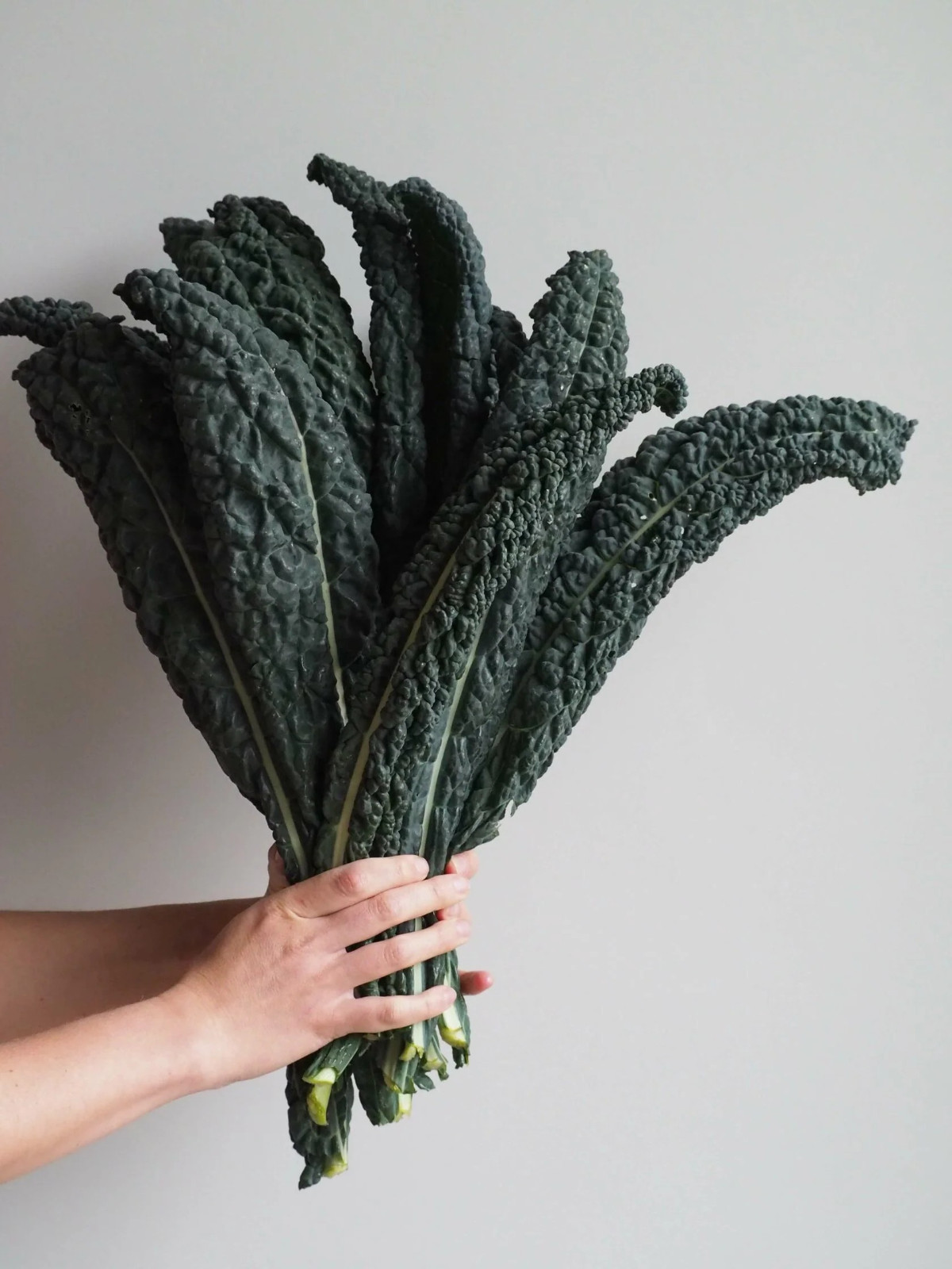 400+ Black Magic Kale Seeds — Brassica oleracea