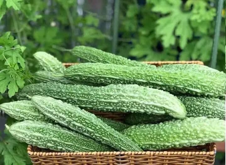 Extra Long Luffa And Bitter Melon And Long Yard Bean 100 Seeds