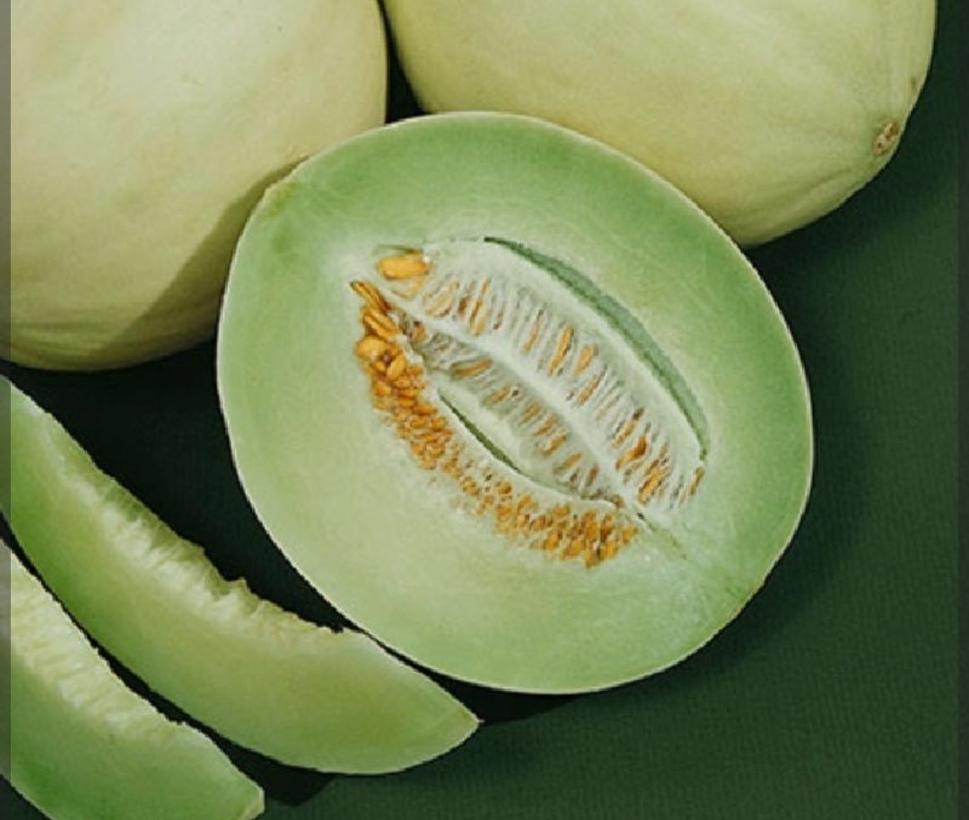 Honeydew Melon Seeds 20ct NON-GMO