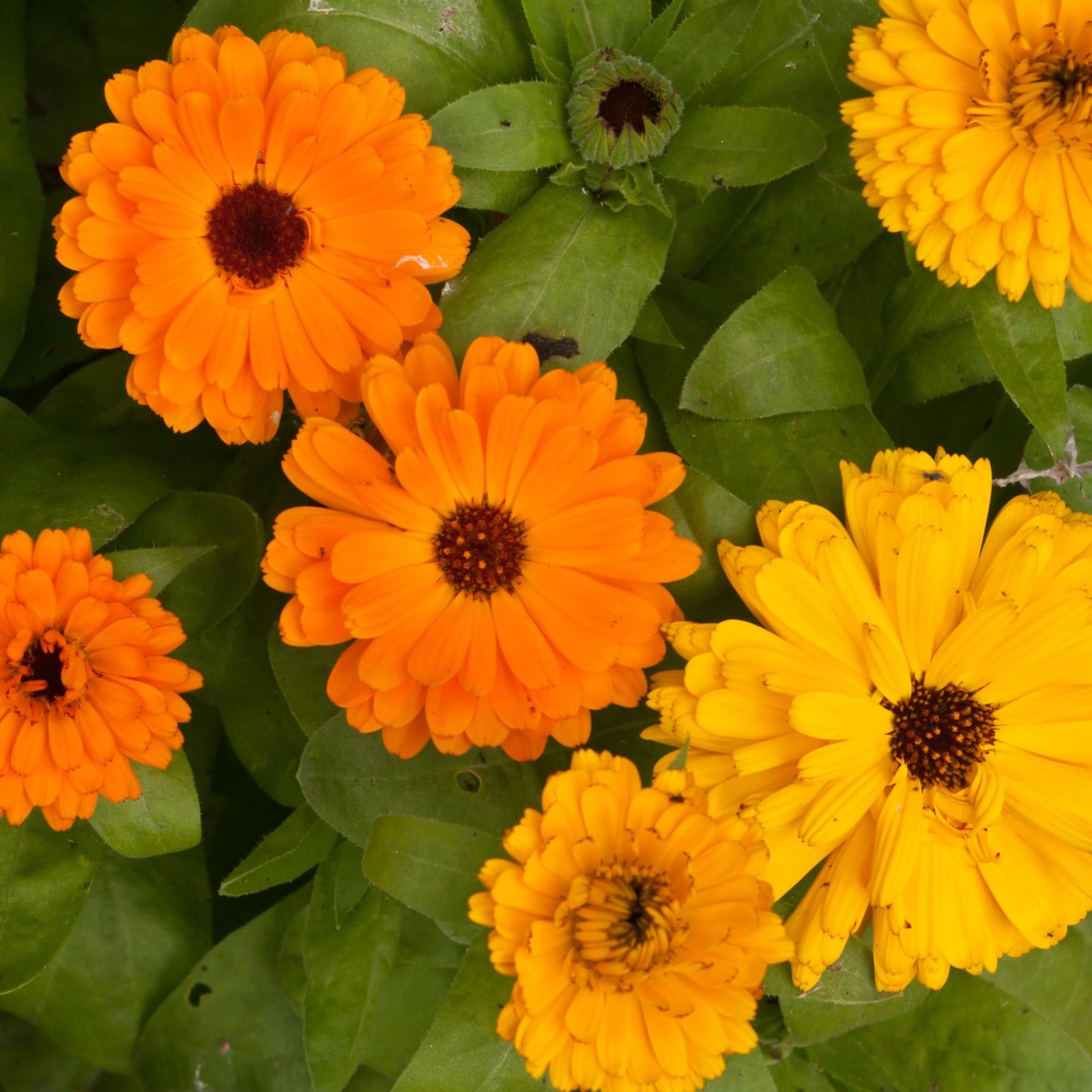 Seed Needs Calendula Seeds Pacific Beauty Mix | 5,000+ Mixed