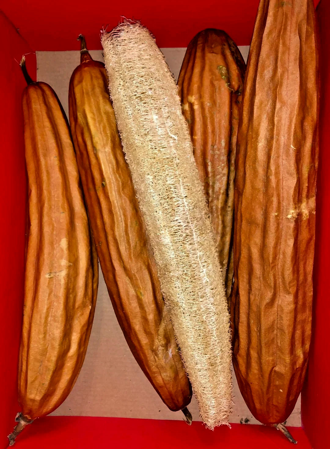 **LUFFA CYLINDRICA SEEDS 20+ SPONGE GOURD vegetable dishcloth FREE SHIPPING**