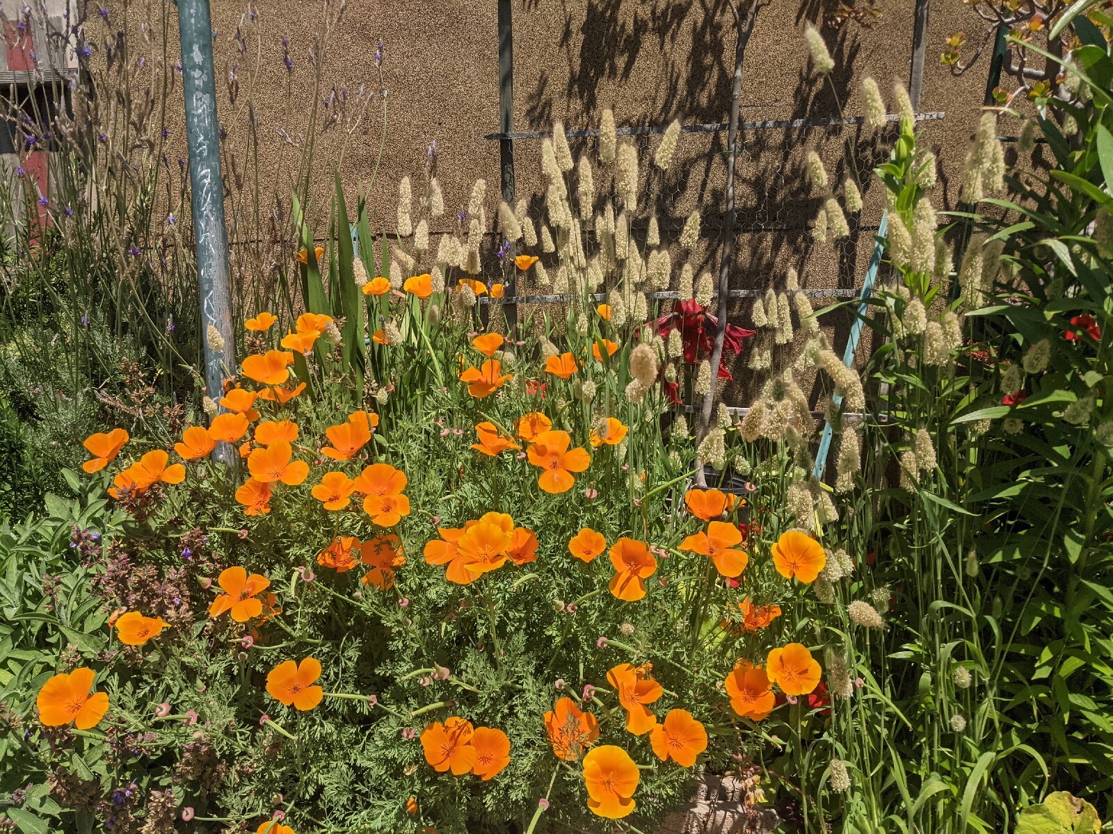 California “Gold Rush” Poppies (100+ SEEDS) Eschscholzia. USA Grown 2023 CROP