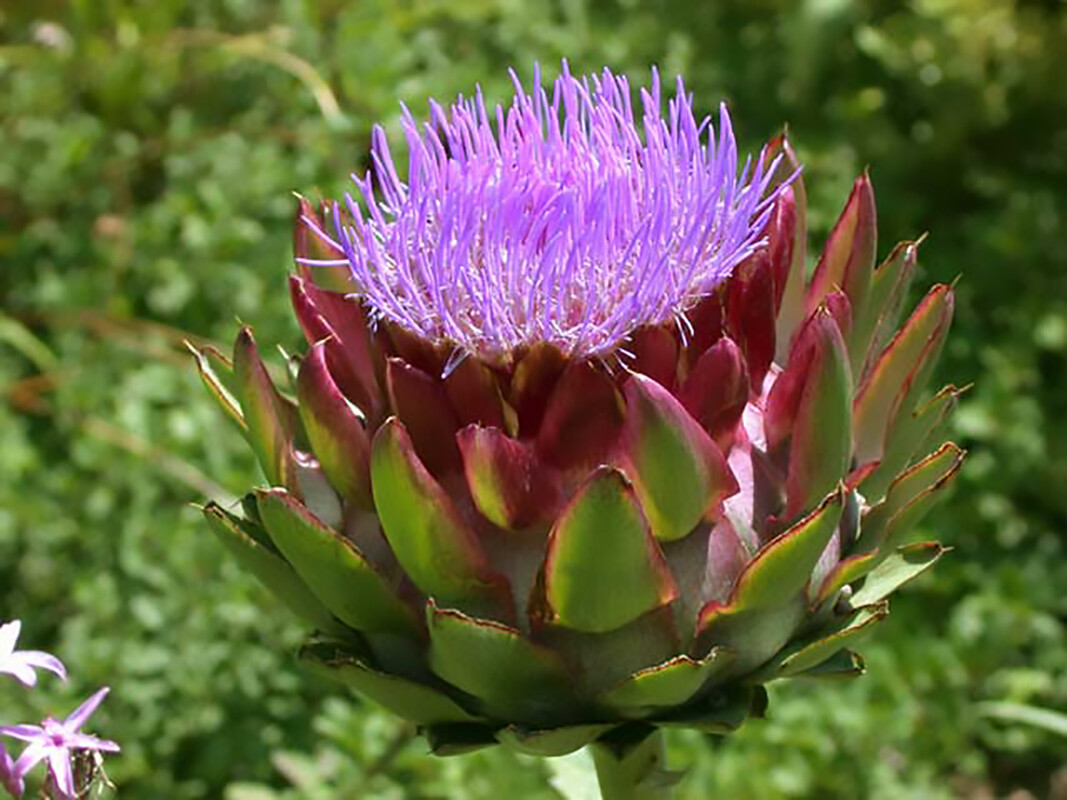 Globe Artichoke, Cynara scolymus, Seeds