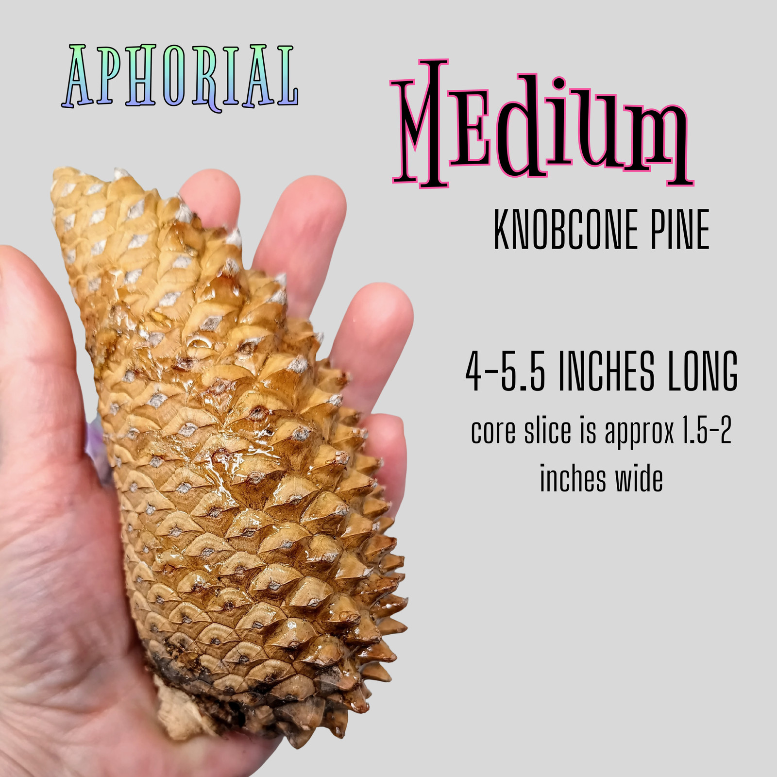 Whole Knobcone Pine Cone Pinus Attenuata Pinecones for Crafts Decorations Jewelr