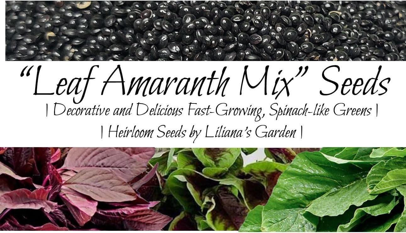 Fast-Growing Leaf Amaranth Seeds – Colorful Pet-Friendly Greens for Containers