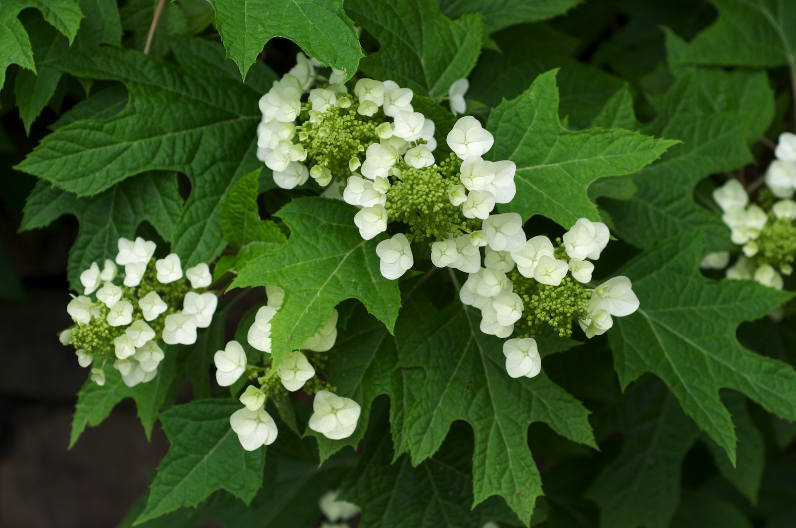 Oakleaf Hydrangea, Hydrangea Quercifolia, Seeds (Fast, Showy Flower, Fall Color)