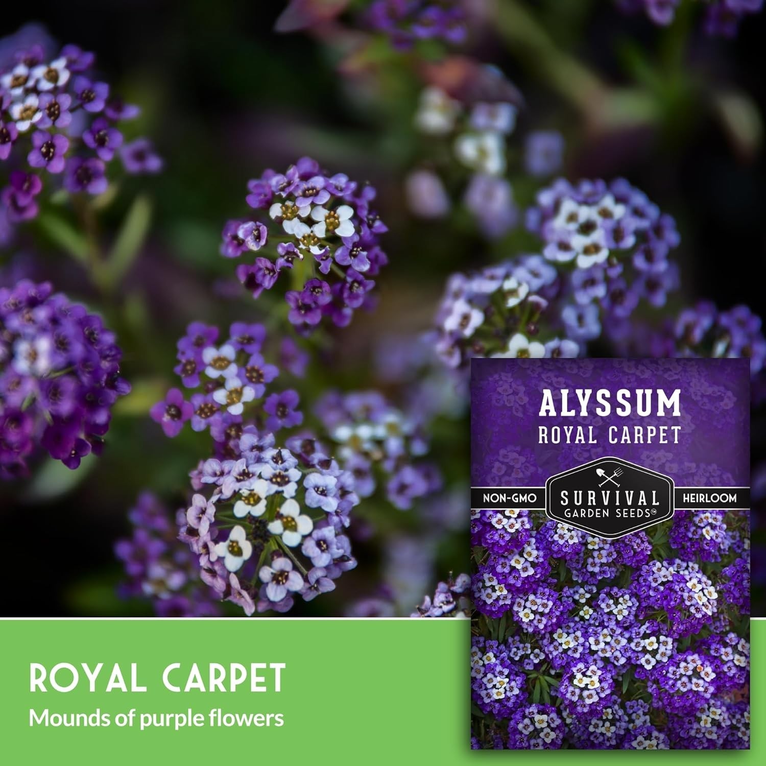 Self-Seeding Purple Alyssum Seeds – Heirloom Non-GMO with Extended Bloom Time