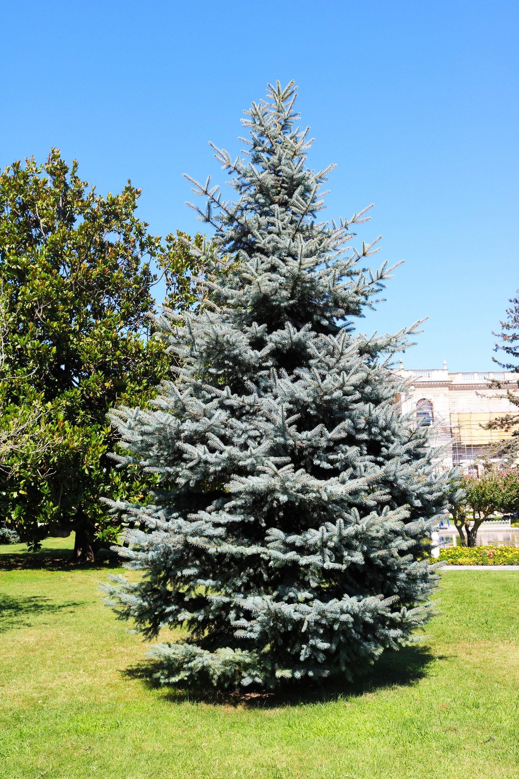 50 Colorado BLUE SPRUCE Tree Picea Pungens Glauca Christmas Tree Silver Seeds