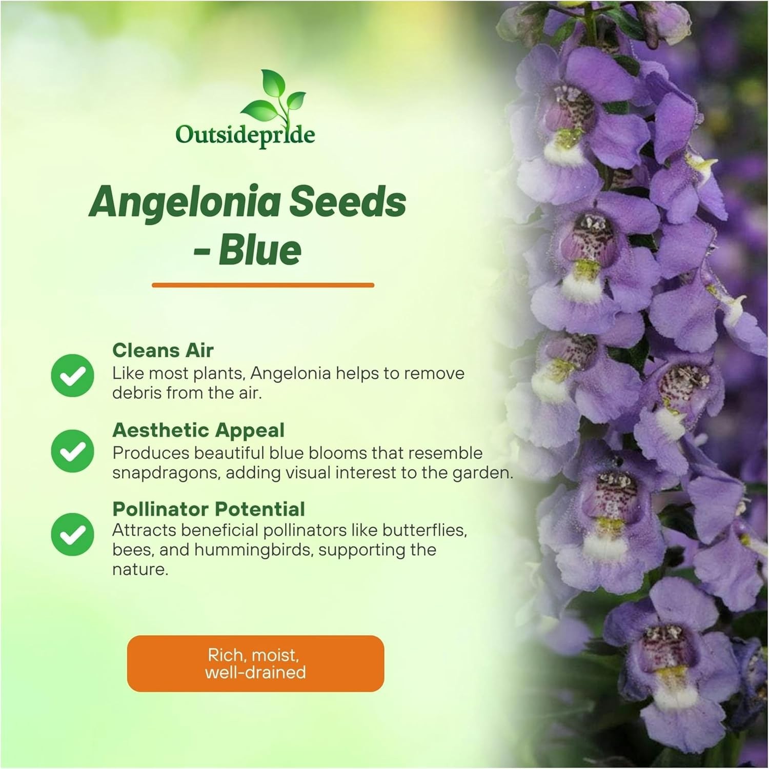 30 Seeds Angelonia Serena Blue – Angelonia Flower Seeds
