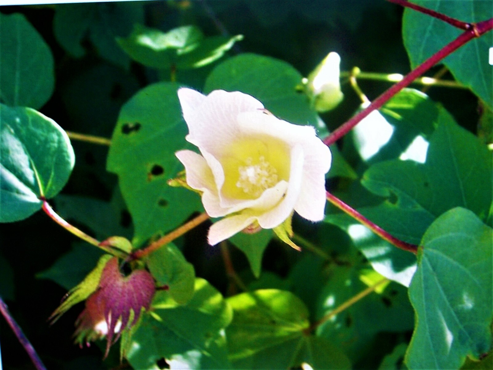 30 EGYPTIAN GREEN LINT Cotton Seed Extremely Rare Heirloom Ornamental