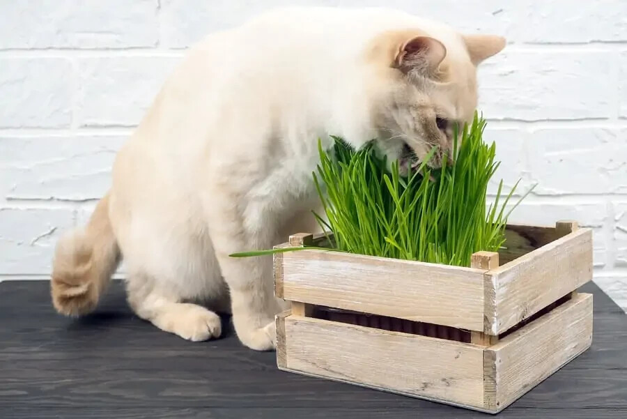 Cat Grass Seeds choose Rye, Oat or Blend seeds Quick Growth FAST Free Shipping