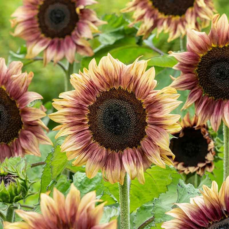 ProCut Plum Sunflower Totally Unique Color 10 Seeds Free Shipping!