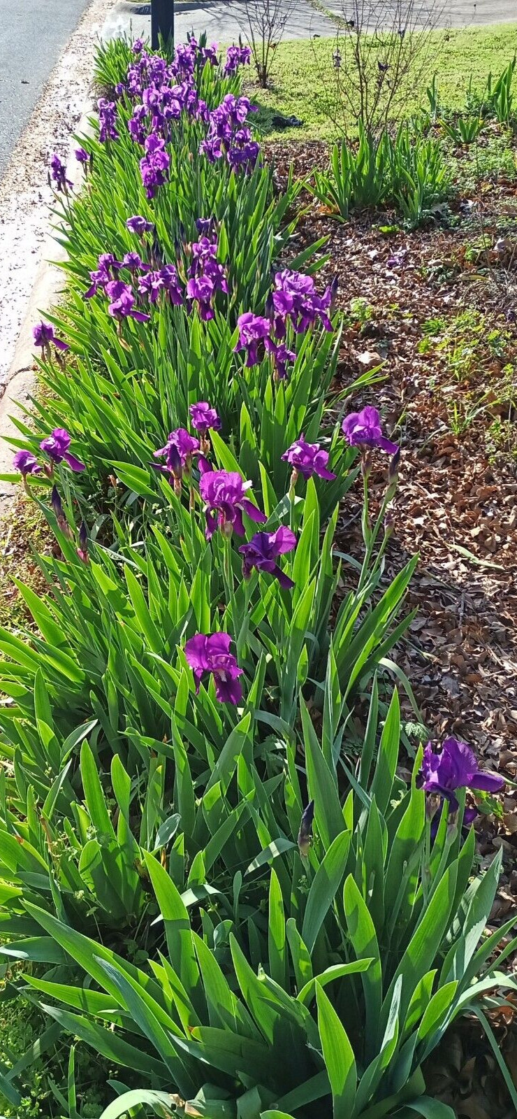 (10) TALL BEARDED IRIS RHIZOME LIVE ROOT GARDEN PLANTS SPRING PURPLE FLOWERS FUN