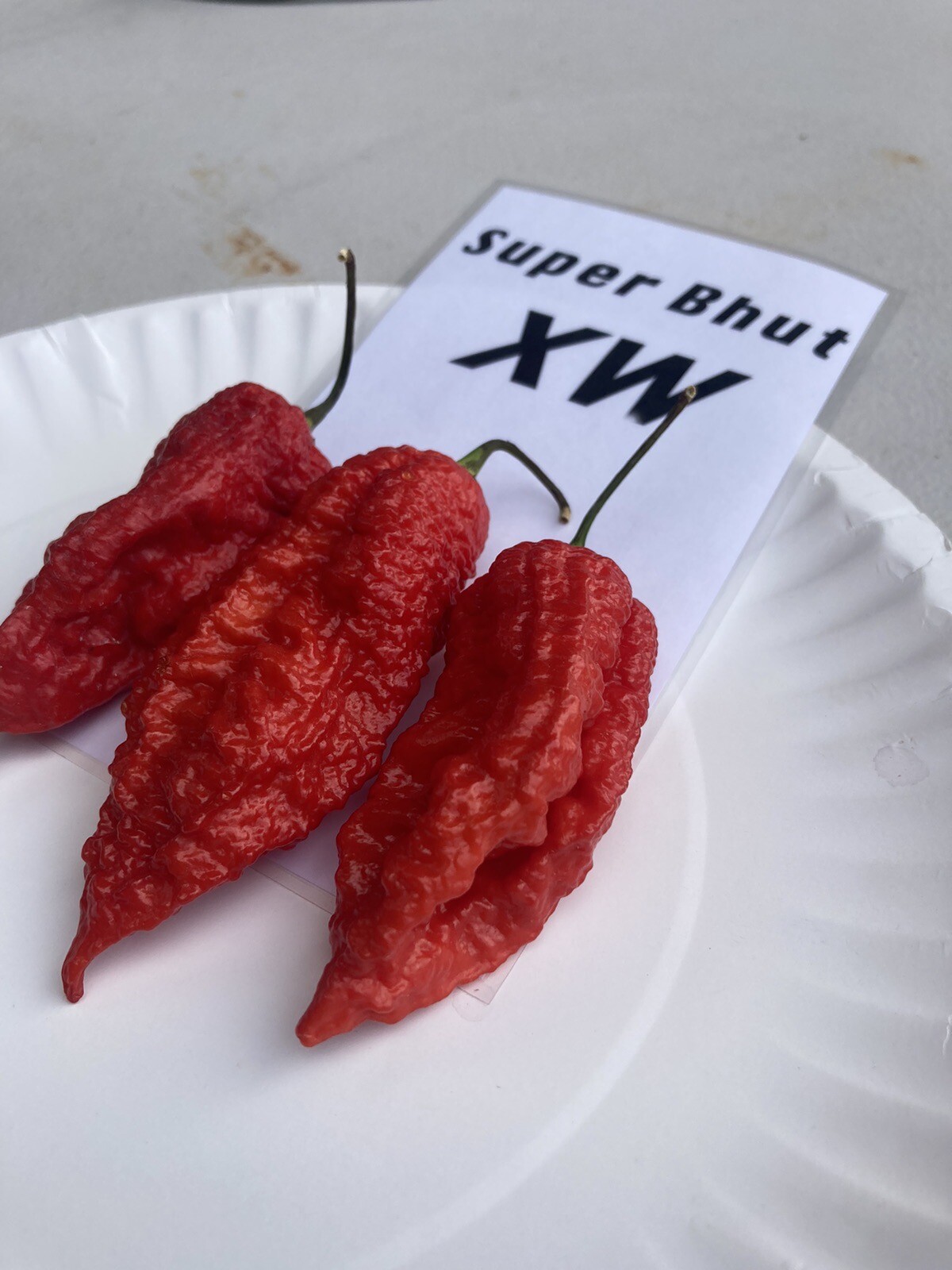 Super Bhut Jolokia XW Ghost Pepper Seeds 15+ Per Pack