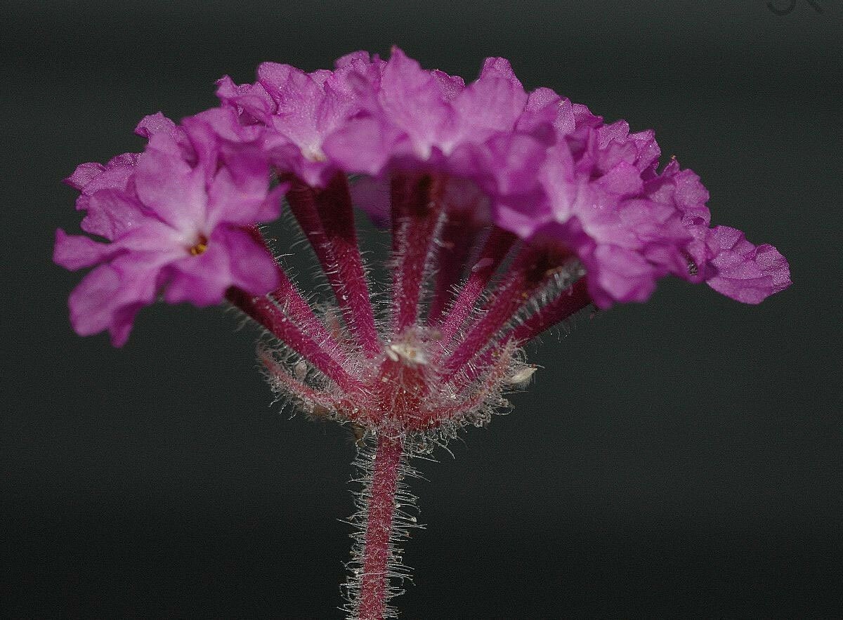 Abronia villosa | Desert Sand Verbena | 5_Seeds