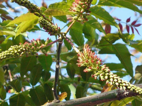 Acrocarpus fraxinifolius | Pink Cedar | Indian or Australian Ash | 10 Seeds