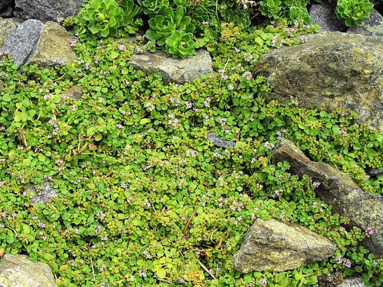 1000 Bulk CORSICAN MINT Mentha Requienii Herb Fragrant Ground Cover Flower Seeds