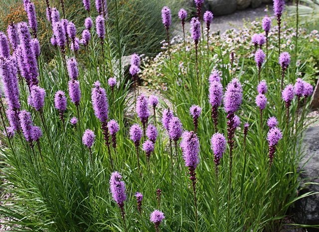 Liatris spicata | Blazing Star | 10 Seeds