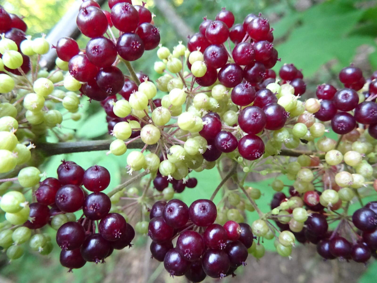 American spikenard Aralia racemosa Native perennial 25 seeds