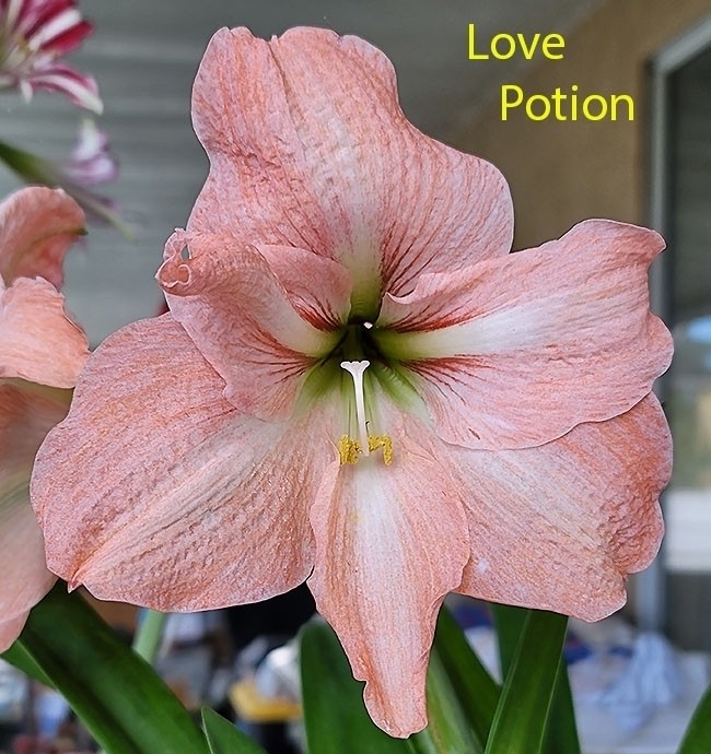 LOVE POTION Amaryllis HIPPEASTRUM Bulbs – 5 Bulbets – Starter Bulbs