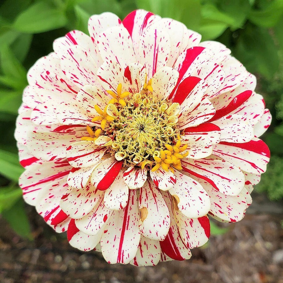 Candy Cane Zinnia Flower Seeds 20+ FREE SHIPPING!