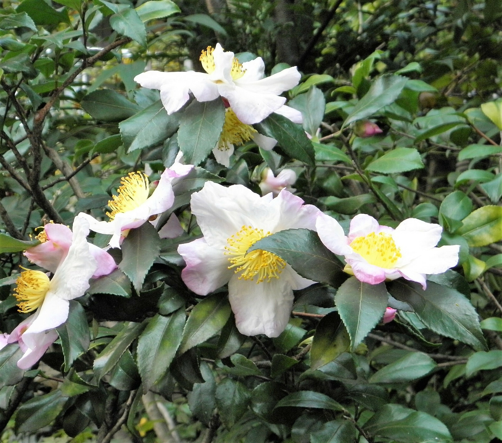 1 Lb Bulk TEA PLANT Black Green Drinking Camellia Sinensis Pound Shrub 385 Seeds