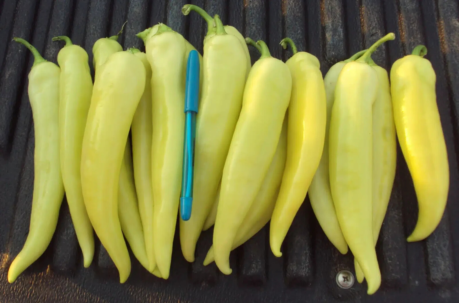 75 Jumbo Sweet Banana Pepper Seeds! – Free Shipping – Mild And Flavorful
