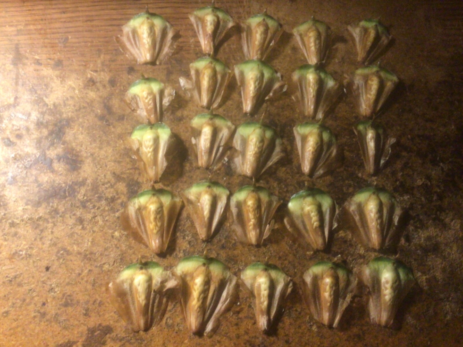 *** 2 Pounds Araucaria excelsa FRESH seeds NORFOLK ISLAND PINE*FREE SHIPPING***